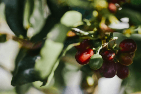 Koffiebessen aan een plant